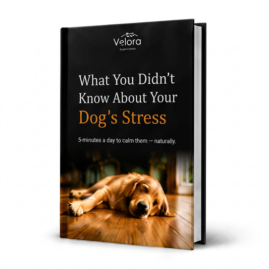 What You Didn't Know About Your Dog's Stress